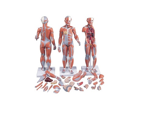 FIGURA MUSCULAR MASCULINA E FEMININA E ORGÃOS INTERNOS - 33 PARTES - M-B55