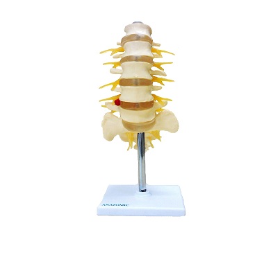 coluna vertebral lombar tgd-0145-b
