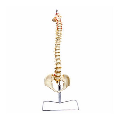 coluna vertebral flexivel tgd-0148-a