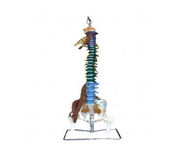 coluna vertebral flexivel tgd-0148-m