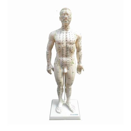Modelo De Acupuntura De Masculino - 50 Cm - TGD-0404