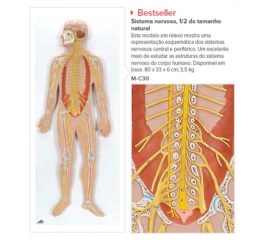 SISTEMA NERVOSO 1/2 TAMANHO NATURAL - M-C30