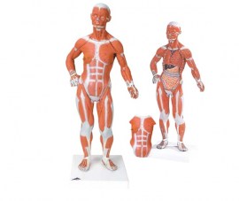 FIGURA MUSCULAR - 1/3 TAMANHO NATURAL - M-B59