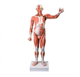 FIGURA MUSCULAR MASCULINA TAMANHO NATURAL - 37 PEÇAS - VA01