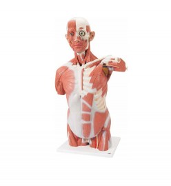 TORSO HUMANO MUSCULAR TAMANHO NATURAL - 27 PARTES - M-VA16