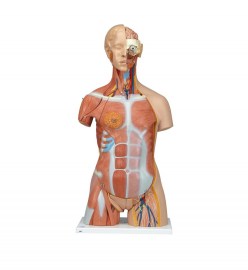 TORSO MUSCULAR DE LUXO - 31 PARTES - M-B40