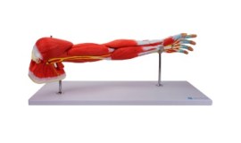 Braço De Luxo Com Musculos Destacaveis 7 Partes - Mb10