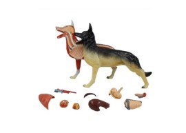 Anatomia Do Cachorro, 11 Partes - Bi52