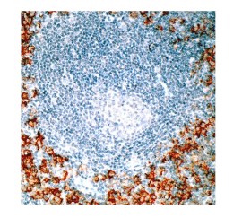 CD1A Clone EP80 Pronto Para Uso - 6 Ml - Easypath - EP-12-50526