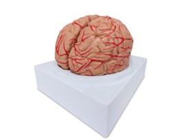 Cerebro Com Arterias - 2 Partes - Ce15