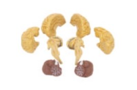 Cerebro Classico, 8 Partes - Ce17