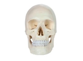 Cranio Classico 3 Partes - Cr20