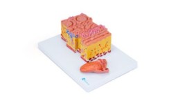 Micro Anatomia Da Lingua Ampliada 20 Vezes - DE17