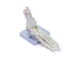 Esqueleto Do Pe Montado Em Base - Es31