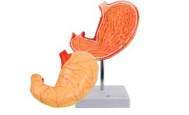 Estomago, 2 Partes - Et15