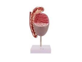 Testiculo, Ampliado 3.5 Vezes - Ge22