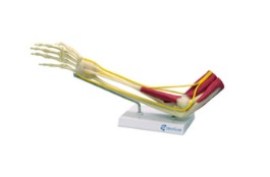 Articulaçao Do Cotovelo - Jf83