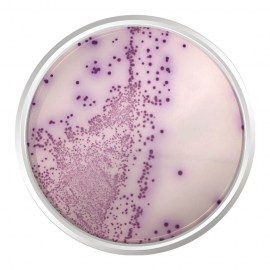 Agar Cromogênico Salmonella - 500 Gr 