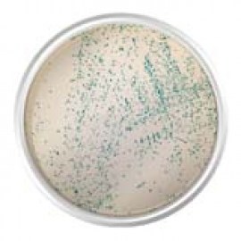 Agar Cromogênico M-Ei Base - 500 Gr - Kasvi