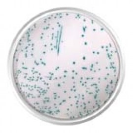 Agar Cromogênico MRSA Base - 500 Gr - Kasvi