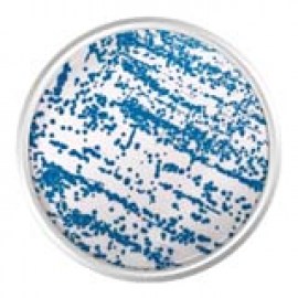 Agar Cromogênico Enterobacter Sakazakii (ESIA) - 500 Gr - Kasvi