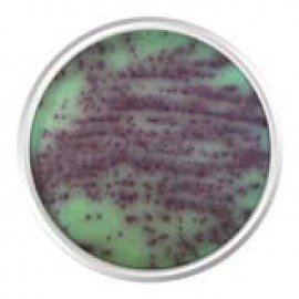 Agar Cromogênico Pseudomonas - 500 Gr - Kasvi