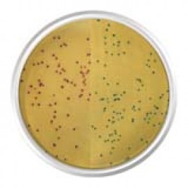 Agar Cromogênico MRSA Base Modificado - 500 Gr - Kasvi