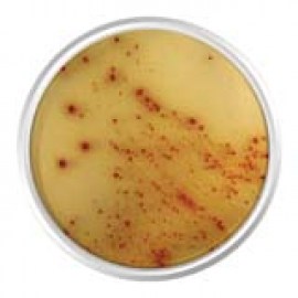 Agar Cromogênico E.Coli 0157:H7 - 500 Gr - Kasvi