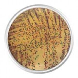 Agar Cromogênico E.Coli Enterobactéria - 500 Gr