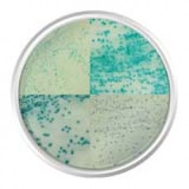 Agar Cromogênico Staphylococcus Aureus - 500 Gr - Kasvi