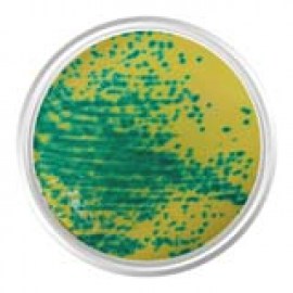 Agar Cromogênico Enterococcus Vancomicina Resistente (VRE) - 500 Gr - Kasvi