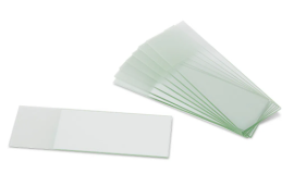 Lâmina Gram Cryptococcosis - Mogiglass