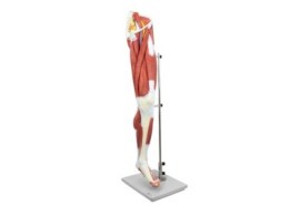 Perna Com Musculos Destacaveis, 13 Partes - Mp20