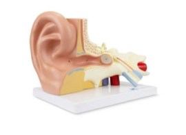 Ouvido Ampliado 3 Vezes, 3 Partes - Ou10