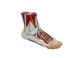 Anatomia Do Pe Com Ligamentos E Musculos - Pe34