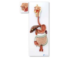 Sistema Digestivo 3 Partes - Sd21