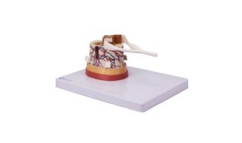 Medula Espinhal Com Terminaçoes Nervosas - Sn39