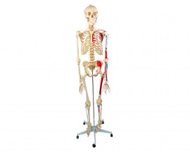Esqueleto 168 Cm Articulado Com Inserções Musculares Suporte E Base Com Rodas - TGD-0101-AN