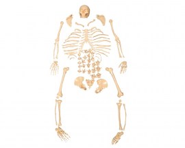 Esqueleto Padrão Tamanho Natural Desarticulado - TGD-0101-C
