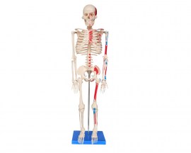 Esqueleto De 85 Cm Articulado Com Iserções Musculares E Base - TGD-0112-AN