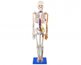 Esqueleto De 85 Cm Com Nervos E Vasos Sanguíneos - TGD-0112-C