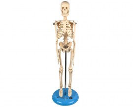 Esqueleto De 45 Cm - TGD-0121
