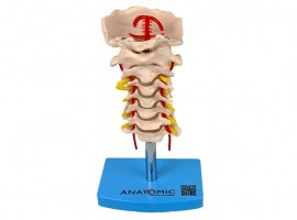 Coluna Vertebral Cervical- TGD-0142-A