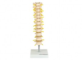 Coluna Vertebral Torácica - TGD-0143-A