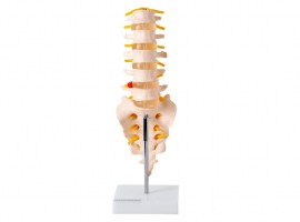 Coluna Vertebral Lombar - TGD-0145-B