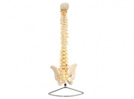 Coluna Vertebral Flexível - TGD-0148-A