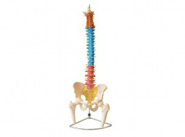 Coluna Vertebral Colorida Em Tamanho Natural - TGD-0148-C