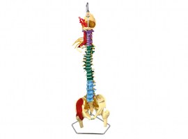 Coluna Vertebral Multifuncional Flexível Em Tamanho Natural - TGD-0148-M