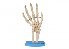 Esqueleto Da Mão Com Ossos Do Punho - TGD-0157-B