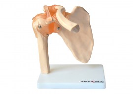 Articulação Do Ombro Com Ligamentos - TGD-0160-C